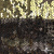 Трикотажное полотно, Сетка с пайетками, шир.130 см, #315, цв.-бронза/золото - купить в Воронеже. Цена 693.39 руб.