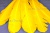 Декоративный Пучок из перьев, перо 23см/желтый - купить в Воронеже. Цена: 12.19 руб.